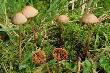 Ausblassendes Samthäubchen - Sektion JUNIANA, Foto 2