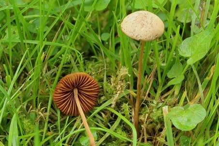 Ausblassendes Samthäubchen - Sektion JUNIANA, Foto 3