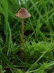 Ausblassendes Samthäubchen - Sektion JUNIANA, Foto 5