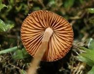 Ausblassendes Samthäubchen - Sektion JUNIANA, Foto 6