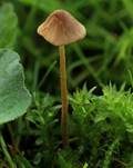 Ausblassendes Samthäubchen - Sektion JUNIANA, Foto 7