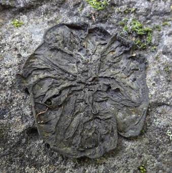 Fledermausflügel Flechte, Foto 2