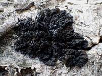 Fledermausflügel Flechte, Foto 13