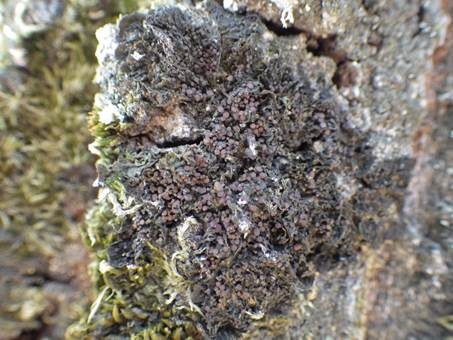 Fledermausflügel Flechte, Foto 5