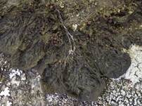 Fledermausflügel Flechte, Foto 6