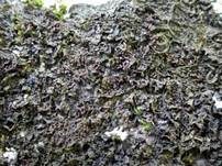 Fledermausflügel Flechte, Foto 9