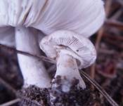 Fleischblättriger Egerlingsschirmling, Foto 8