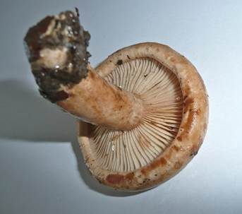 Fleischblasser Milchling, Foto 3