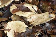 Fleischblasser Milchling, Foto 12