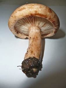Fleischblasser Milchling, Foto 4