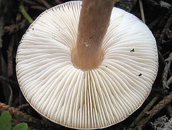 Fleischbrauner Schirmling, Foto 3