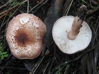 Fleischbrauner Schirmling, Foto 9