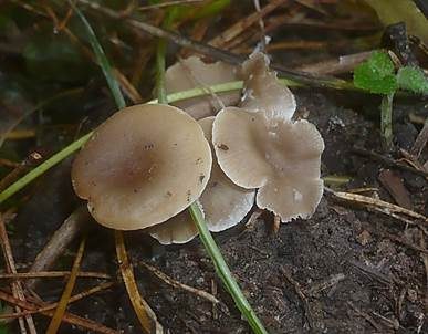 Fleischbräunlicher Anistrichterling, Foto 3