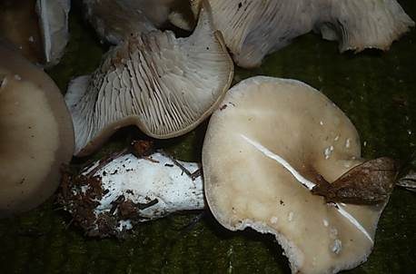 Fleischbräunlicher Anistrichterling, Foto 4