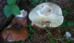 Fleischfarbener Heringstäubling, Foto 8