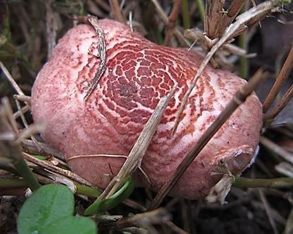 Fleischrosa Schirmling, Foto 5