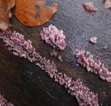 Fleischroter Gallertbecher, Foto 15