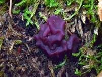Fleischroter Gallertbecher, Foto 16