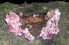 Fleischroter Gallertbecher, Foto 19