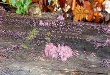 Fleischroter Gallertbecher, Foto 29