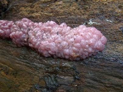 Fleischroter Gallertbecher, Foto 5