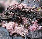 Fleischroter Gallertbecher, Foto 32