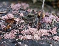 Fleischroter Gallertbecher, Foto 34
