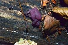 Fleischroter Gallertbecher, Foto 7