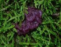 Fleischroter Gallertbecher, Foto 8