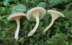 Fleischroter Holztrichterling, Foto 9
