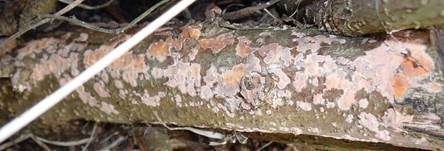 Fleischroter Zystidenrindenpilz, Foto 25
