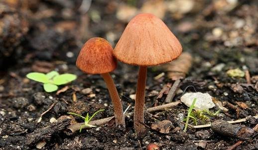 Fleischrotes Samthäubchen, Foto 2