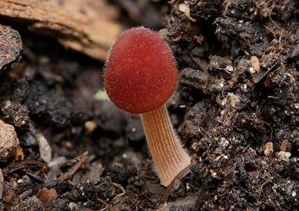Fleischrotes Samthäubchen, Foto 3
