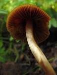 Fleischrotes Samthäubchen, Foto 8