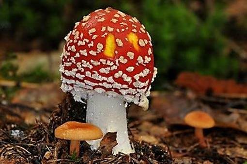 Fliegenpilz, Foto 2