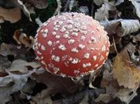 Fliegenpilz, Foto 12