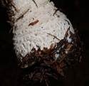 Fliegenpilz, Foto 14
