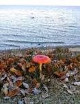 Fliegenpilz, Foto 15