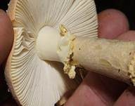 Fliegenpilz, Foto 17