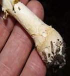 Fliegenpilz, Foto 18