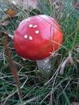 Fliegenpilz, Foto 20