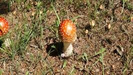 Fliegenpilz, Foto 21