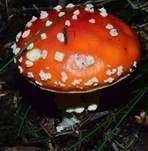 Fliegenpilz, Foto 24