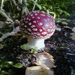 Fliegenpilz, Foto 26