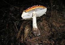Fliegenpilz, Foto 30