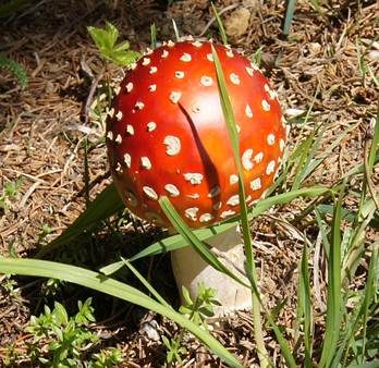 Fliegenpilz, Foto 5