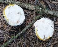 Fliegenpilz, Foto 33