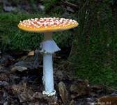 Fliegenpilz, Foto 35