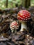 Fliegenpilz, Foto 37