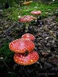 Fliegenpilz, Foto 38